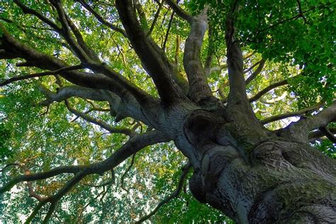 100,000+ free tree pictures & images. Do Trees NEED Mulch? & Can a Tree Survive Severed Roots ...