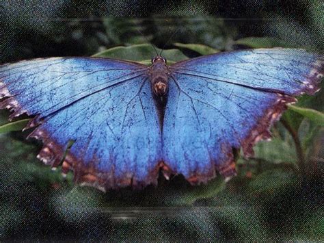 Blue Morpho Male At The Butterfly Farm In La Gu Acima Costa Rica Photo By Michael Perez