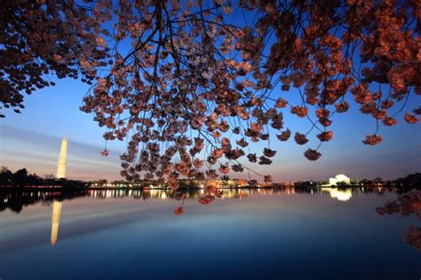 Cherry Blossoms Reach Peak Bloom At Tidal Basin Pictures The