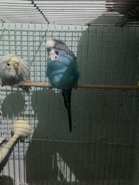Can Someone Tell Me If It Is Normal For My Parakeet To Be Like This