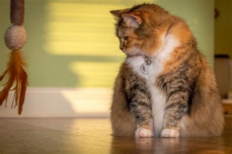 Is My Cat Overweight 7 Ways To Tell Great Pet Care