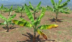 Some disasters give rise to increases in the populations of vector or in addition to the disease hazards presented by vector species, many insects and other arthropods can constitute a major nuisance in disasters. Banana pests - Farm Biosecurity