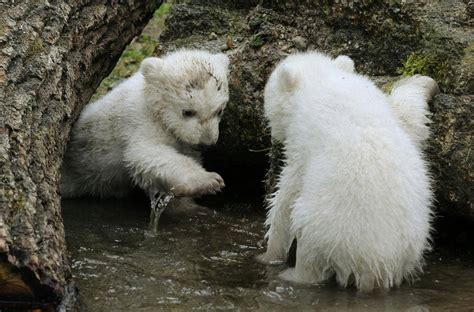 German Zoos Twin Polar Bear Cubs Make Public Debut Under Mothers
