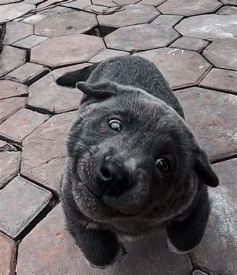 Jun 23, 2021 · alaskans are used to seeing bears in their neighborhoods. This Hmong Puppy Has The Derpiest Face - 9GAG in 2020