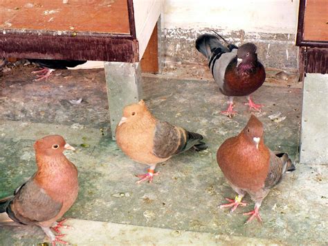 Archangels Fancy Pigeons In Delhi