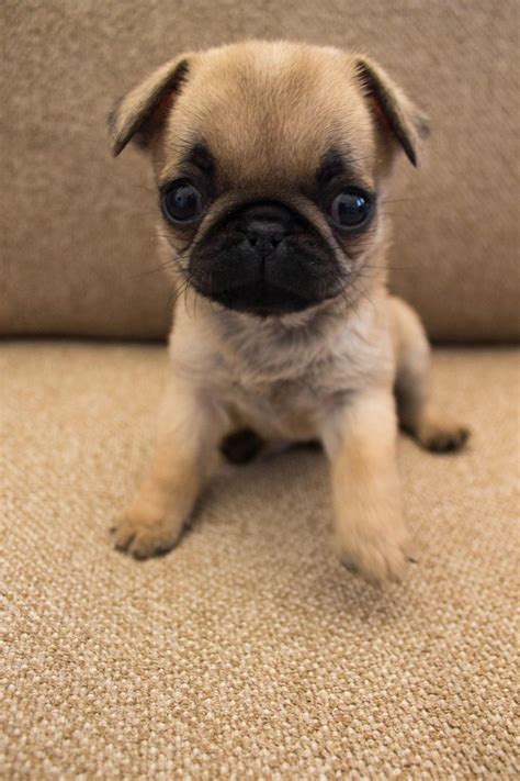 List Of Cute Pug Babies 2023 Infocpnsme