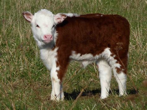 Calf Love Looks Like One Of Vindercaters Baby Cows Barnyard