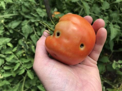However, tomatoes can suffer from all kinds of diseases and pests. 53483IMG3684