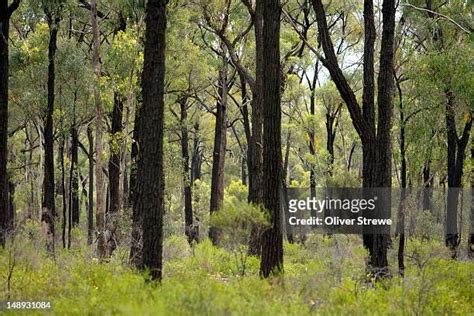 Ironbark Victoria Photos And Premium High Res Pictures Getty Images