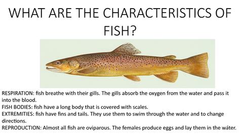Calaméo What Are The Characteristics Of Fish