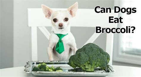Can Dogs Eat Broccoli Pets Food Items