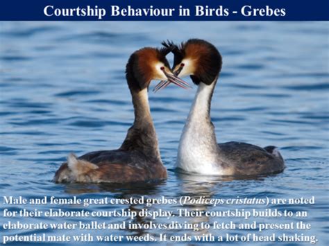 345 Courtship Behaviour Teaching Resources