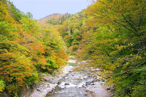 Japan Autumnal Leaves Akiyama Township Valley Autumn Nagano