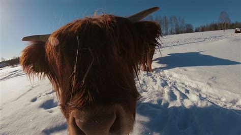 Scottish Highland Cattle In Finland Walking On Snow 13th Of March 2019