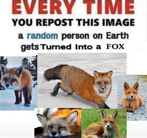 76 Best Ryayfoxxo Images On Pholder Yay Foxxo Is Not Particularly