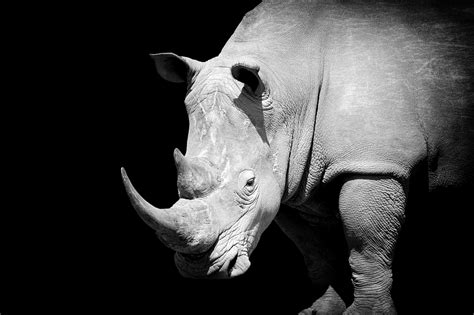 Free Download Rhino Head On Black Background Wild Animals Easy Vector