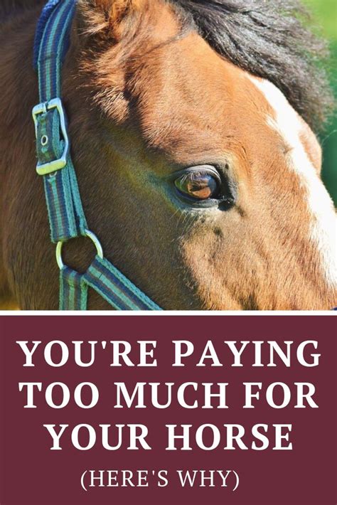 Youre Paying Too Much For Your Horse Heres Why Horses Horse