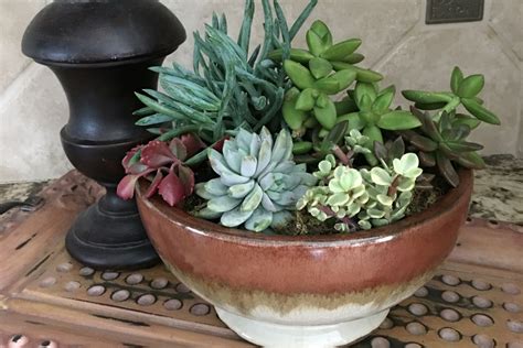 Succulent Bowls That Are Easy To Create And Maintain Trendspot Inc