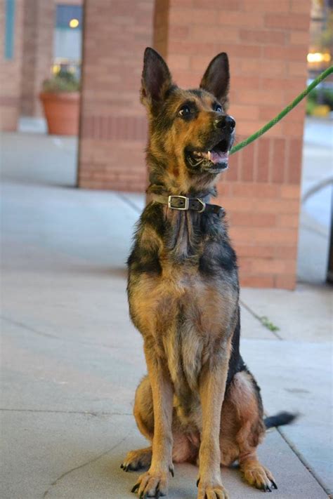 Maybe you would like to learn more about one of these? German Shepherd Dog dog for Adoption in Cincinnati, OH ...