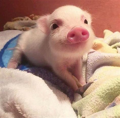 Smiling Pig Baby Animals Cute Baby Animals Cute Piglets