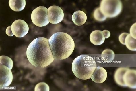 Blastomycosis Photos And Premium High Res Pictures Getty Images
