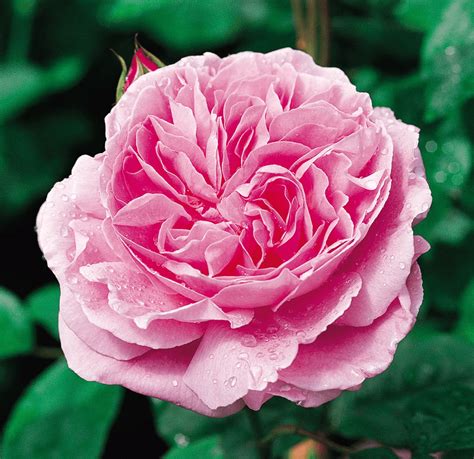 Mary Rose David Austin Rose Roses Victoria