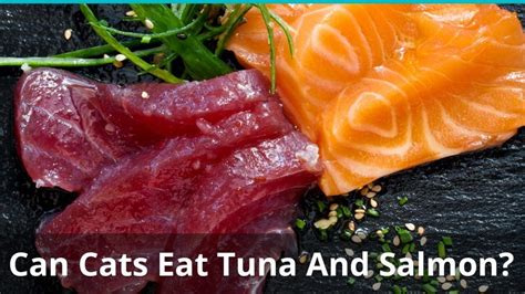 The tomato plant contains solanine which is toxic if eaten in large amounts but would cause gastrointestinal upset. Can Cats Eat Tuna And Salmon Safely? The Answer May ...