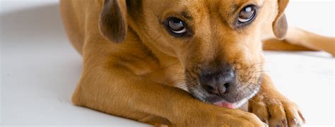 Food allergies in dogs cannot be cured, however, its symptoms can be avoided. Dog Food Allergies: Symptoms, Causes & Treatment - Dog ...