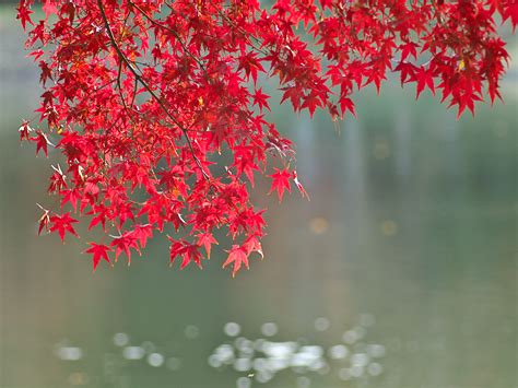 Wallpaper Sunlight Leaves Nature Red Branch Green Blossom