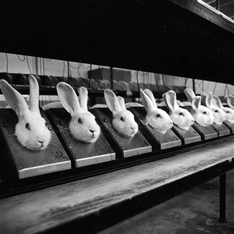 Animal Experimentation Rabbits