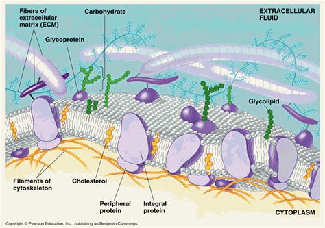 It acts as a selective semipermeable membrane to control the entrance and exit of different molecules. Year 11 Bio. Key Points: Cell Membranes