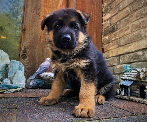 German Shepherd Puppies For Sale In California German Shepherd Breeder
