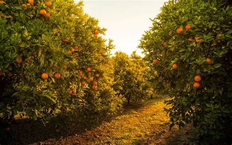 Orange Orchards Feel The Squeeze From War On Sugar