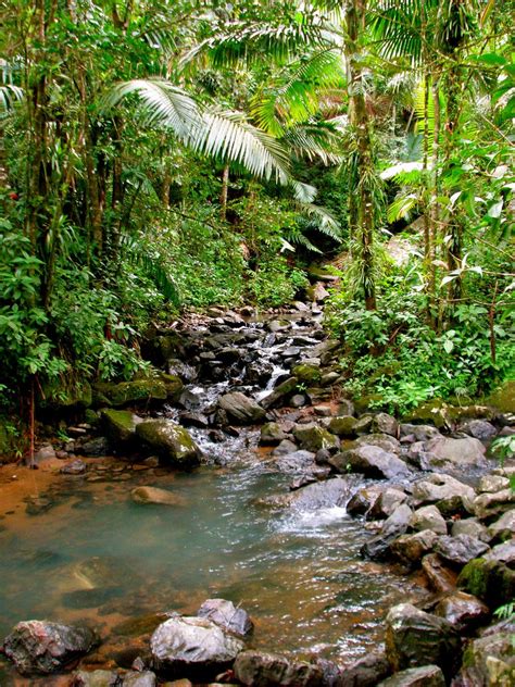 El Yunque Rainforest La Mina Falls Trailhead Jeff Gunn Flickr