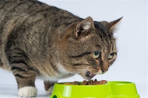 Canned cat food's soft consistency may be easier for older kitties to eat than the crunchy kibble they ate at a younger age. Cat Eating Dry Food On White Background.hungry Cat. Stock ...