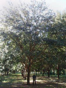 Large Specimen, Mature Live Oak Trees for Sale by Urban Forestry Works