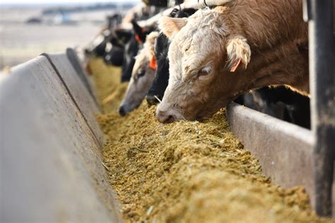 Customized Cattle Feeding Program Stroup Feeders Nebraska