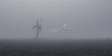 Creepy Silhouette Of Dead Tree Stump Stands Alone In A Foggy Field