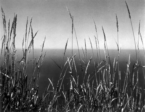 Edward Weston Grass Against Sea 1937 Available For Sale Artsy
