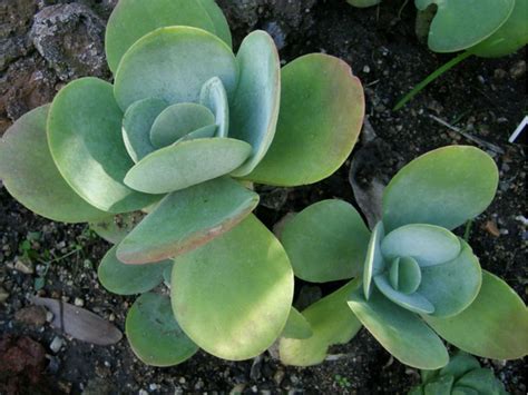 Kalanchoe Thyrsiflora Plants Whitsunday