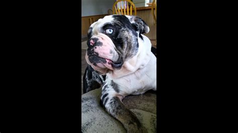 He's 2 months , blue merle. Mugsy Blue merle olde english bulldog - YouTube