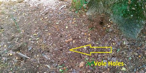 How To Get Rid Of Voles Before They Destroy Your Yard And Drive You