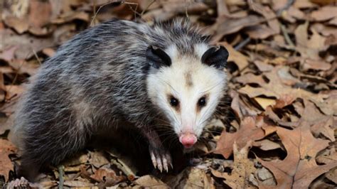 Is It Possum Or Opossum Information And Facts Pestopped