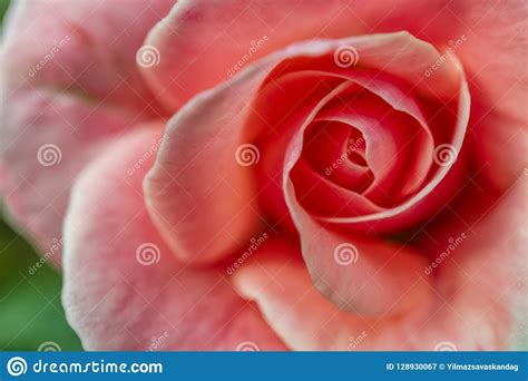 Close Up Pink Rose In Nature Stock Image Image Of Beautiful Blossom