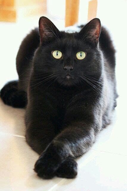 Pinterest Pretty Cats Cats Black Cat