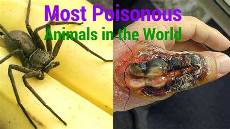 Most Poisonous Animals In The World Youtube