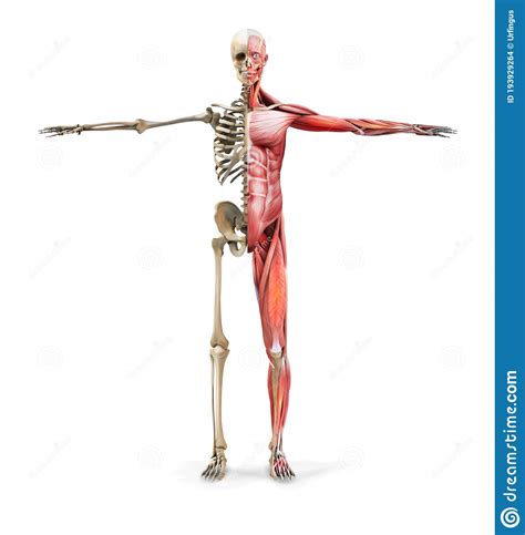 Anatomy, Naked Woman Body, With Bone Skeleton. Stock Image ...