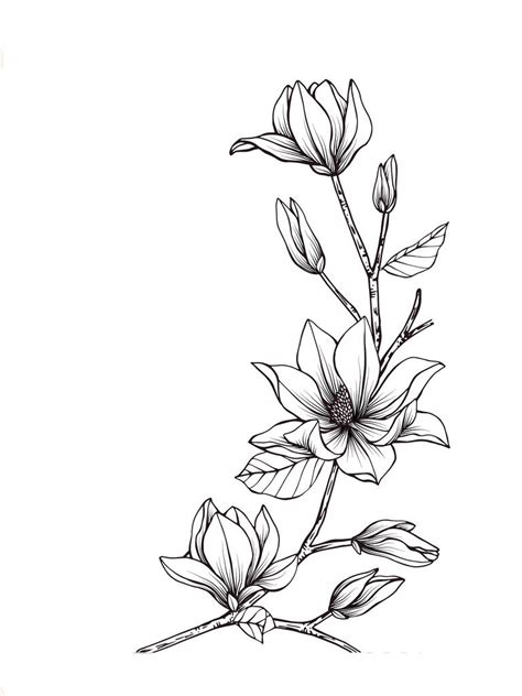 Magnolia | Flower drawing, Flower line drawings, Floral drawing