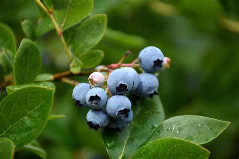 Northcountry Blueberry Vaccinium Northcountry In Columbus Dublin