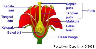 Ch@n-Sha.Net: Struktur Bunga dan Fungsinya